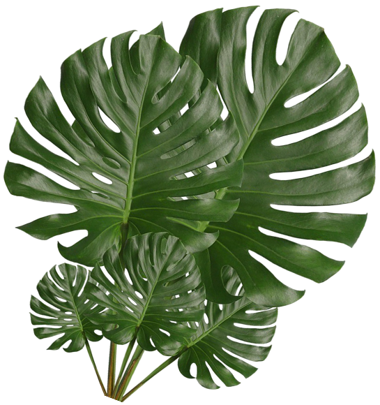leaf-1